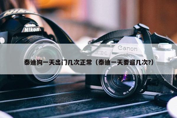 泰迪狗一天出门几次正常（泰迪一天要遛几次?）