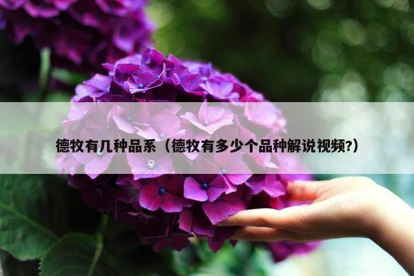 德牧有几种品系（德牧有多少个品种解说视频?）