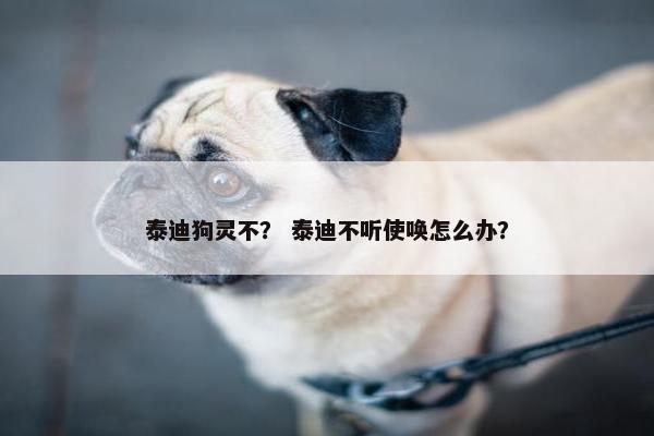 泰迪狗灵不？ 泰迪不听使唤怎么办？