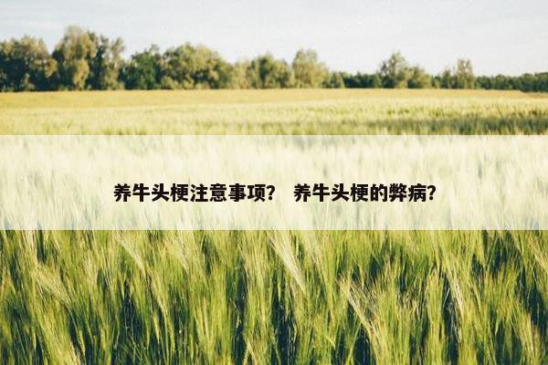 养牛头梗注意事项？ 养牛头梗的弊病？