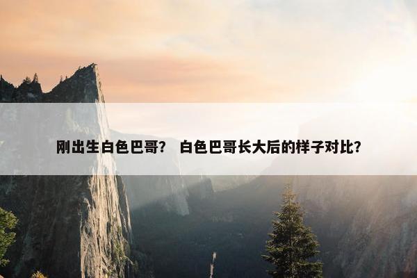 刚出生白色巴哥？ 白色巴哥长大后的样子对比？
