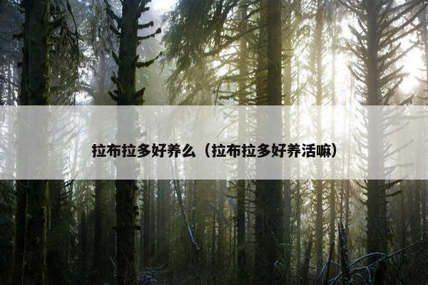 拉布拉多好养么（拉布拉多好养活嘛）