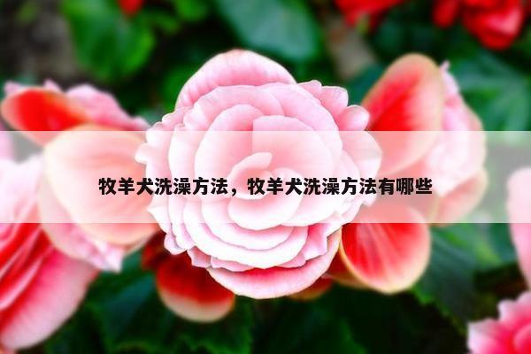 牧羊犬洗澡方法，牧羊犬洗澡方法有哪些