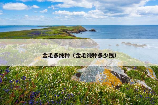 金毛多纯种（金毛纯种多少钱）