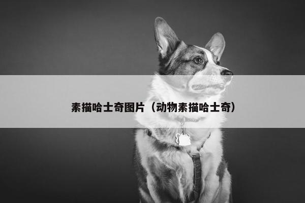 素描哈士奇图片（动物素描哈士奇）