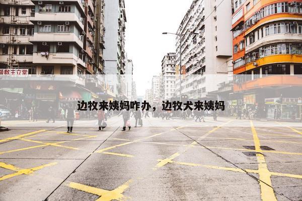 边牧来姨妈咋办，边牧犬来姨妈