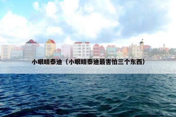 小眼睛泰迪（小眼睛泰迪最害怕三个东西）