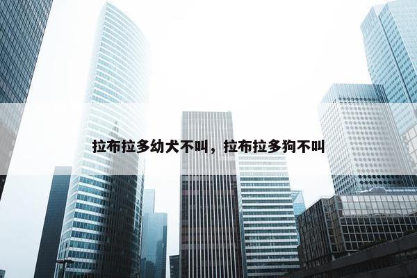 拉布拉多幼犬不叫，拉布拉多狗不叫