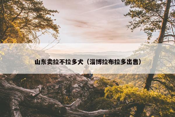 山东卖拉不拉多犬（淄博拉布拉多出售）