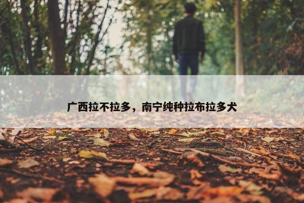 广西拉不拉多，南宁纯种拉布拉多犬