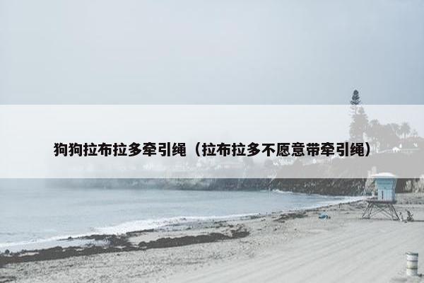 狗狗拉布拉多牵引绳（拉布拉多不愿意带牵引绳）