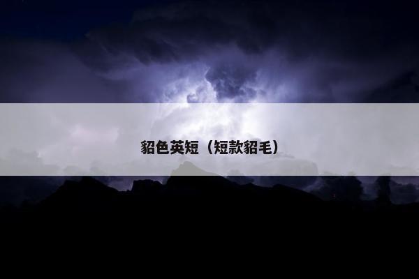 貂色英短（短款貂毛）