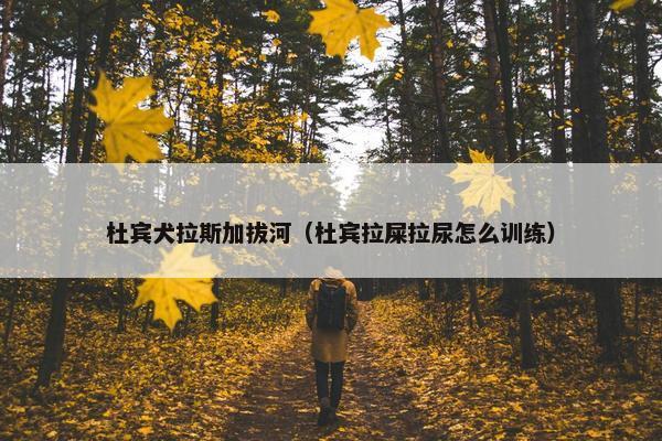 杜宾犬拉斯加拔河（杜宾拉屎拉尿怎么训练）