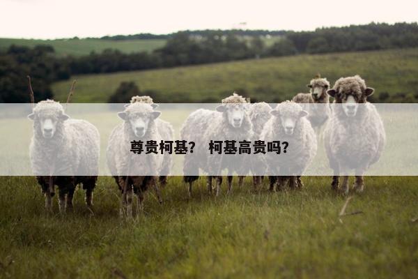 尊贵柯基？ 柯基高贵吗？