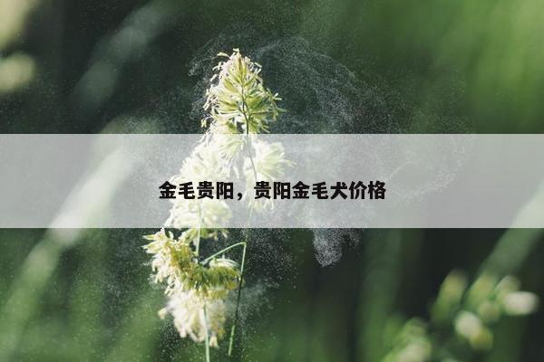 金毛贵阳，贵阳金毛犬价格