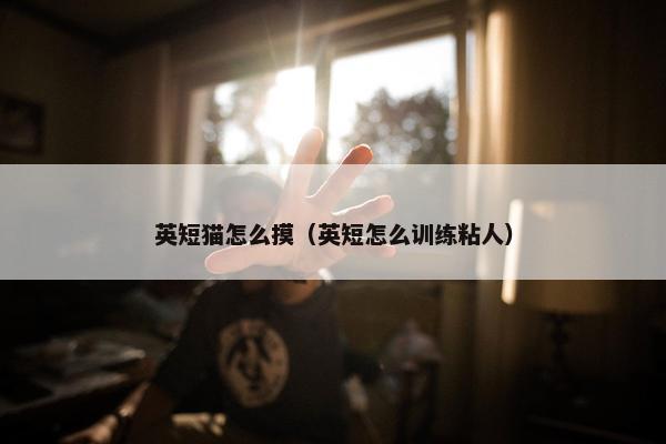 英短猫怎么摸（英短怎么训练粘人）