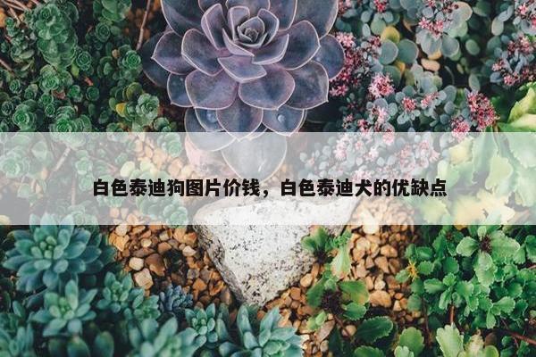 白色泰迪狗图片价钱，白色泰迪犬的优缺点