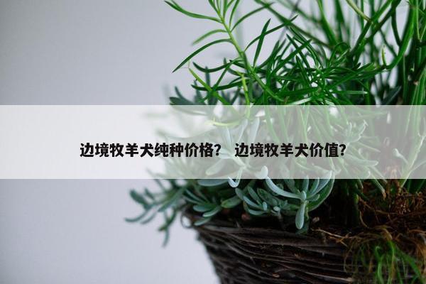 边境牧羊犬纯种价格？ 边境牧羊犬价值？