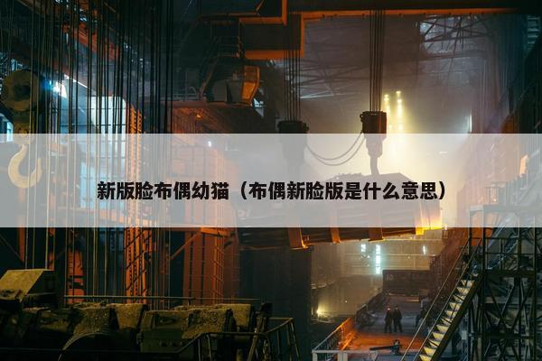 新版脸布偶幼猫（布偶新脸版是什么意思）