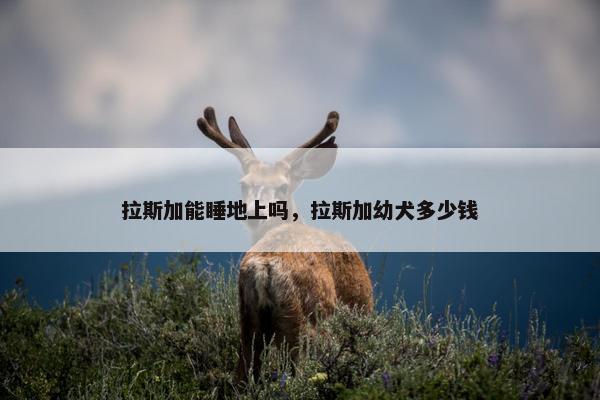 拉斯加能睡地上吗，拉斯加幼犬多少钱