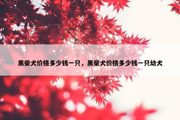黑柴犬价格多少钱一只，黑柴犬价格多少钱一只幼犬