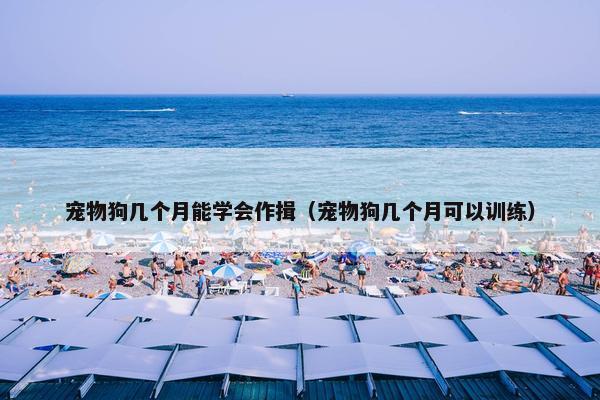 宠物狗几个月能学会作揖（宠物狗几个月可以训练）