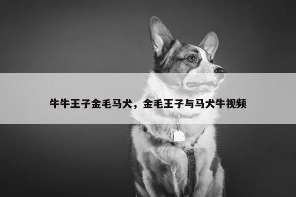 牛牛王子金毛马犬，金毛王子与马犬牛视频