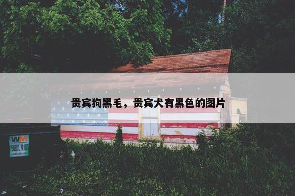 贵宾狗黑毛，贵宾犬有黑色的图片