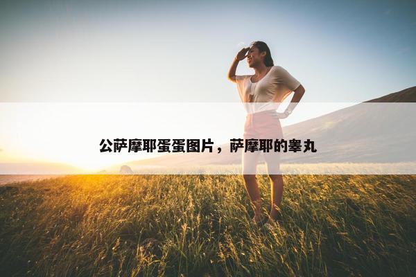 公萨摩耶蛋蛋图片，萨摩耶的睾丸