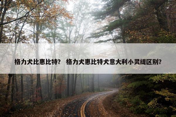 格力犬比惠比特？ 格力犬惠比特犬意大利小灵缇区别？