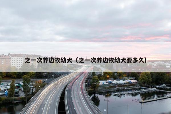 之一次养边牧幼犬（之一次养边牧幼犬要多久）