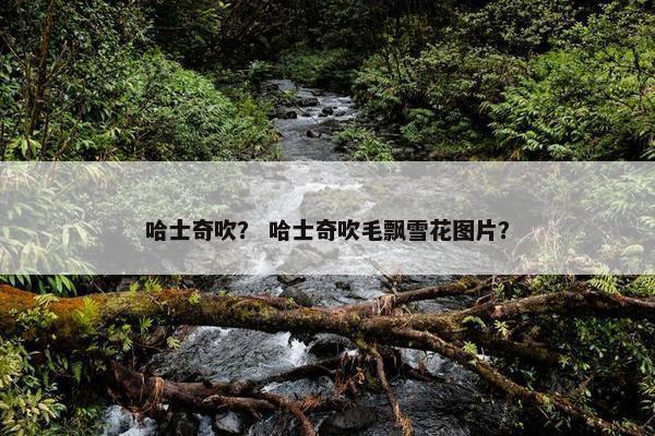 哈士奇吹？ 哈士奇吹毛飘雪花图片？