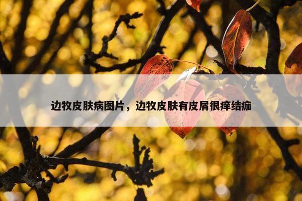 边牧皮肤病图片，边牧皮肤有皮屑很痒结痂