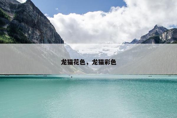 龙猫花色，龙猫彩色