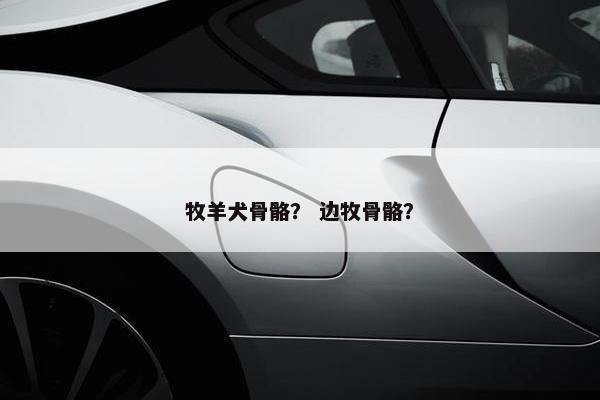 牧羊犬骨骼？ 边牧骨骼？