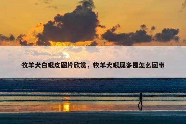 牧羊犬白眼皮图片欣赏，牧羊犬眼屎多是怎么回事