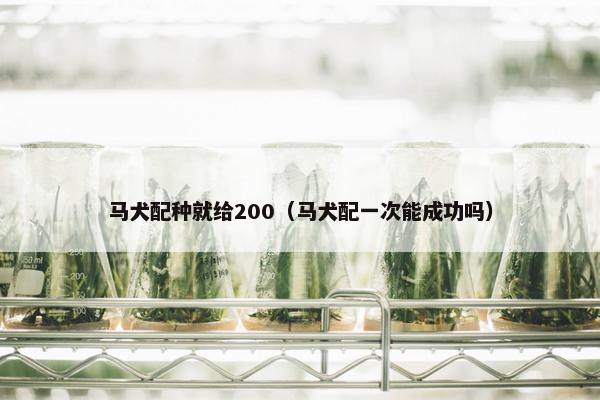 马犬配种就给200（马犬配一次能成功吗）