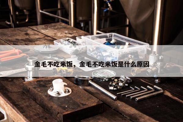 金毛不吃米饭，金毛不吃米饭是什么原因