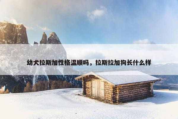 幼犬拉斯加性格温顺吗，拉斯拉加狗长什么样