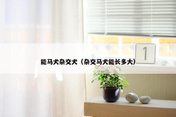 能马犬杂交犬（杂交马犬能长多大）