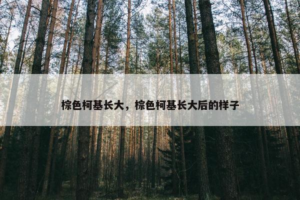 棕色柯基长大，棕色柯基长大后的样子