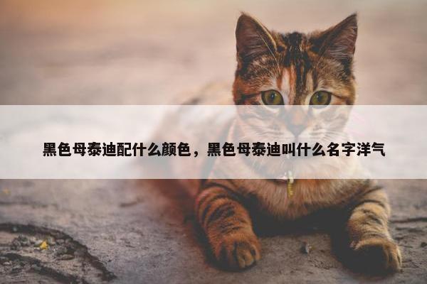 黑色母泰迪配什么颜色，黑色母泰迪叫什么名字洋气