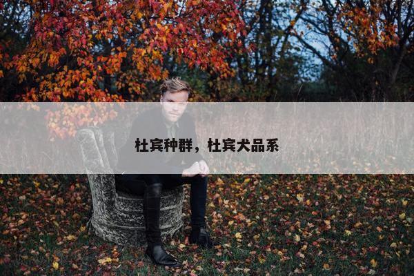 杜宾种群，杜宾犬品系