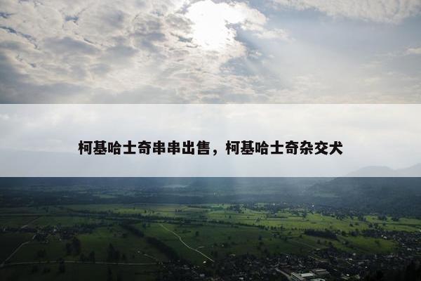 柯基哈士奇串串出售，柯基哈士奇杂交犬