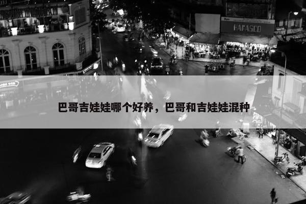 巴哥吉娃娃哪个好养，巴哥和吉娃娃混种