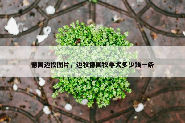 德国边牧图片，边牧德国牧羊犬多少钱一条