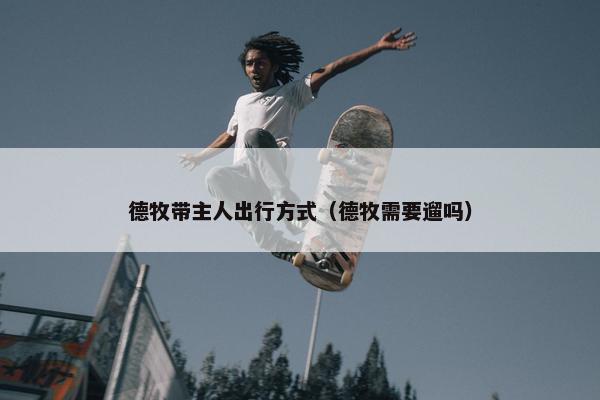 德牧带主人出行方式（德牧需要遛吗）