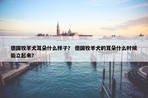 德国牧羊犬耳朵什么样子？ 德国牧羊犬的耳朵什么时候能立起来？
