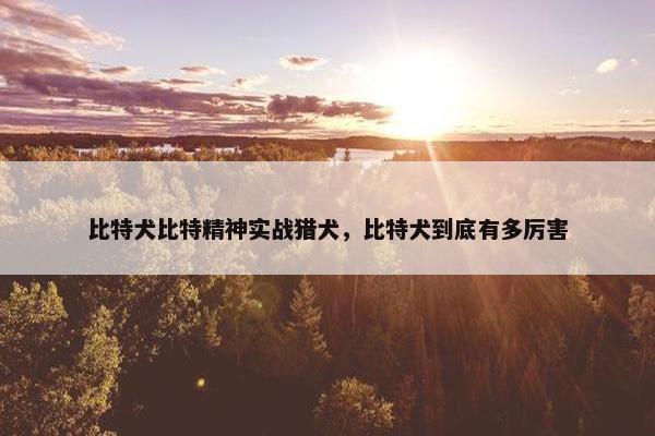 比特犬比特精神实战猎犬，比特犬到底有多厉害