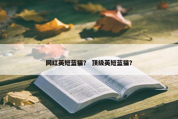 网红英短蓝猫？ 顶级英短蓝猫？